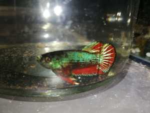 Betta, Siamese Fighting Fish, Females and Males, Red Galaxy & Avatar 