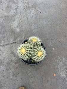 Echinocactus Grusonii ‘Golden Barrel Multi Cactus’ in 270mm Pot