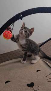 Minty rescue kitten SK6372 vetwork included!