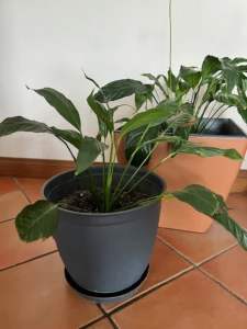 Spathiphyllum - Peace Lily x 3