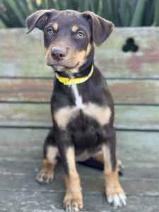 Kelpie Pups Red & Tan Female and Male