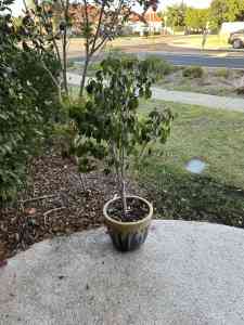 Ficus tree - pot included