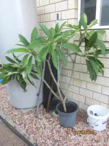 Big Frangipani in 250mm pot flowering over 1.5m tall. Pick up Fernvale