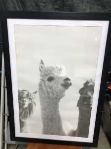 Anko Alpacas Print