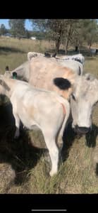 speckled cow heifer calf
