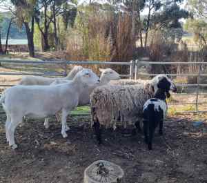Dorper ewes for sale 