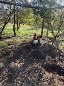 Mixed chickens Armidale