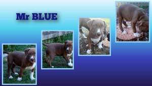 💕💙👑🩷💕ONLY 3 Males Left! & READY NOW! American Bully XL Puppies 