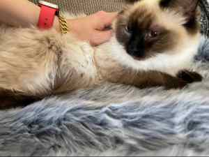 NOT DESEXED LILLY THE PUREBREED RAGDOLL💝🩷