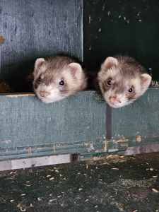 Young ferrets for sale 