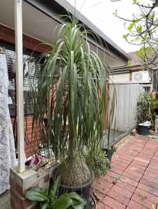 Large mature Ponytail Palm. 25 Years Old. From bottom of pot 2m tall