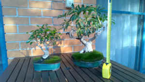 TWO BONSAI TREES FOR SALE TOGETHER