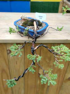 Juniper bonsai starters for sale