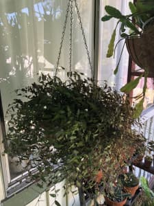 Large bridal veil plant in hanging pot