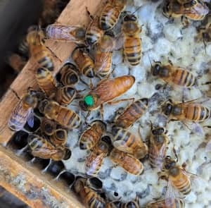 Bee hives, Nucs and Queens
