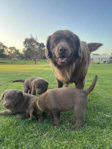 Labrador pups 
