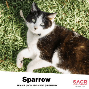 Available for Adoption - Sparrow!