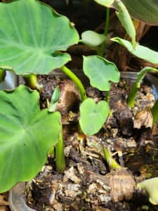 Taro plants - suitable to grow in Melbourne climate