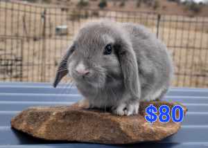 Mini Lop Rabbits - New and Updated 7/4/2024 