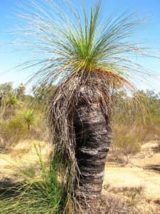 Wanted: Want to buy grass tree or black boy