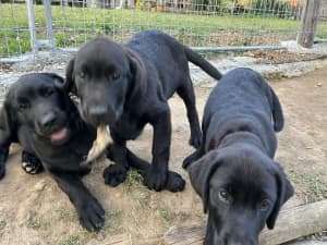 Beautiful Black Goldador Puppies (2 boys left )