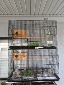 Pairs of Budgies for sale