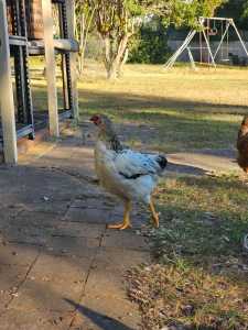 FREE Roosters - 5 Months Old