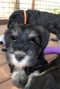 cheap schnauzer puppies for sale