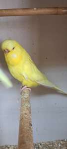 Budgies For sale $20