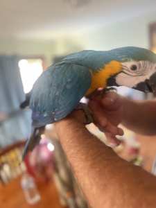 Hand Raised Blue & Gold Macaw