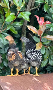 Gold lace Wyandotte roosters 