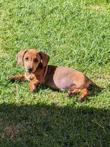 miniature dachshund (red sable) puppy