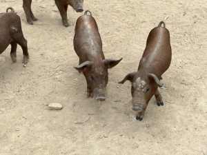 Duroc Weaning aged pigs 12 weeks old