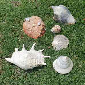 Huge large Garden rare collectible sea shells beach mother of pearl