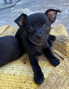 Chihuahua Puppies x 1 female left - Available NOW