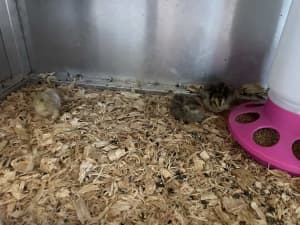 6 ‘3 week old’ Japanese quail