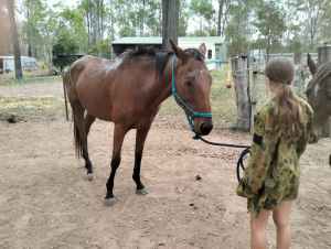 7 year old thoroughbred mare
