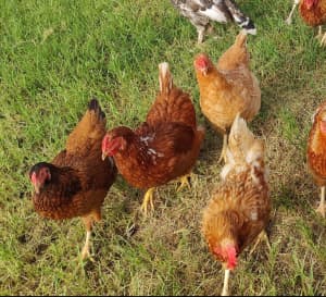 Chickens & Roosters for Sale