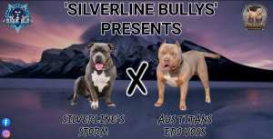 AMERICAN XL BULLY PUPS, IMPORTED LINES