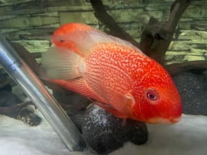 Red severum and other cichlids