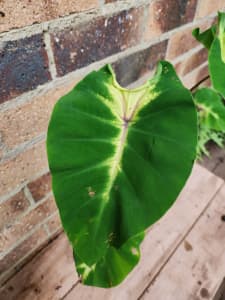Colocasia Queen of Phoenix Very rare elephant ear plant for sale $100