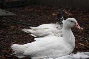 Muscovy Ducks Young Healthy Birds 4-5 Months Old