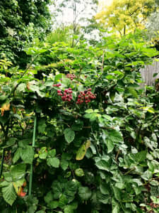 Thornless Blackberry plant for sale. (real photo from Garden)
