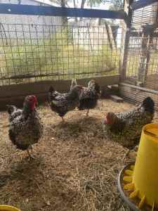 Silver laced wyandotte hens