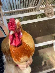 Lucky The Rooster
