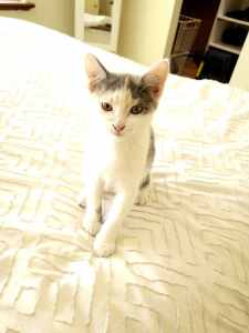 Cleo rescue kitten SK6331 vetwork included!