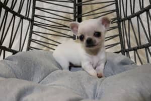 🌟PURE BRED CHIHUAHUA 🌟 MALE PUPPIES (NOW FROM $2,500)🌟🌟