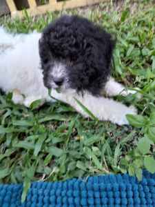 Maltese cross toy poodle 