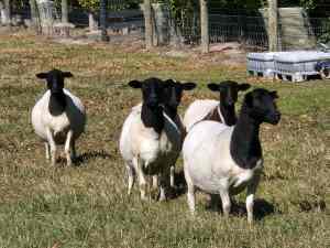 Dorper ewes, whethers