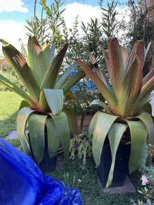 Giant Bromeliad in pot